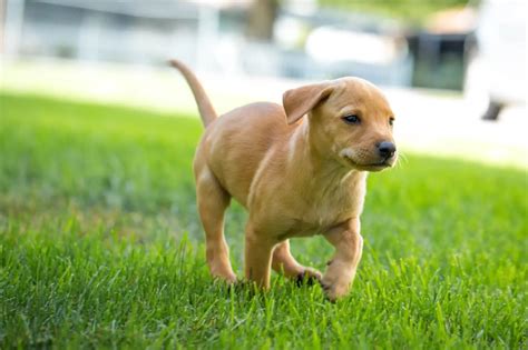 23+ Lab Dachshund Mix Puppy Image Bleumoonproductions