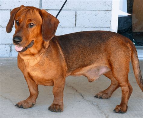 Dachshund Mix Dogs: Everything You Need To Know