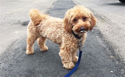 Dachshund and Poodle Mix and its Kind Dog Breed Information