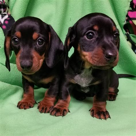 Dachshund Puppies For Sale Indianapolis, IN 178593