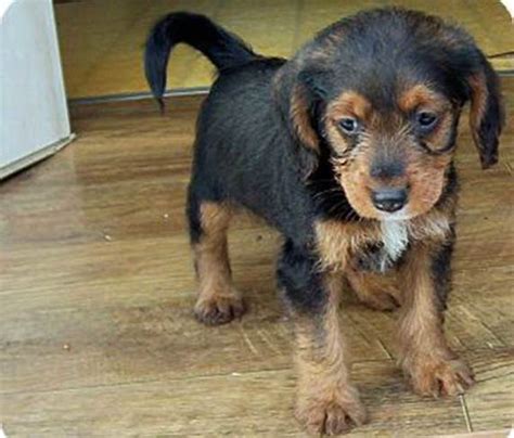 Dachshund / Shih Tzu Mixed Breed Dog Shih tzu, Dog breeds, Shih tzu