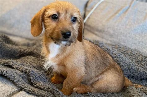 Dachshund Terrier Mix For Adoption PETSIDI