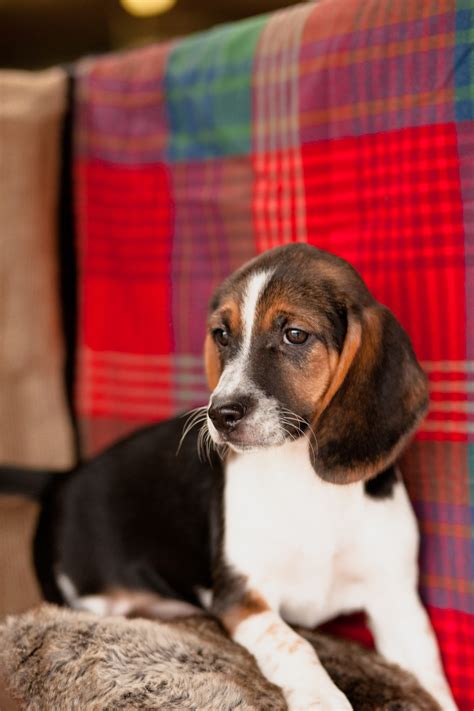 Dachshund X Beagle Puppies For Sale Uk