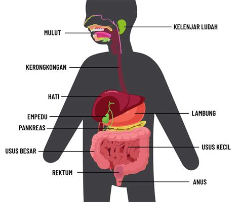 Dada dan Perut: Tempat Organ-organ Vital dalam Tubuh Manusia