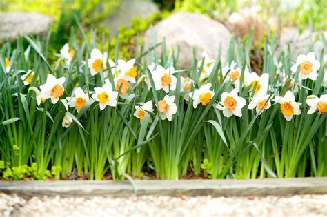 Daffodil Bulbs
