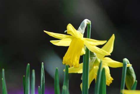 Daffodil Delight