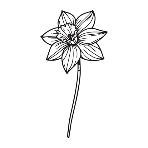 74+ Daffodil Flower SVG, Daffodil SVG Cut File Cricut Cut File Vinyl Cut Stencil. Narcissus Daffodil Flowernifty