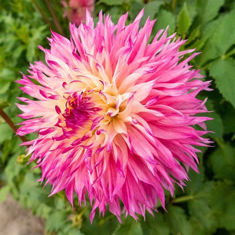 Dahlia Pinelands Princess: An Exquisite Addition to Your Garden