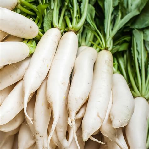 Daikon Radish