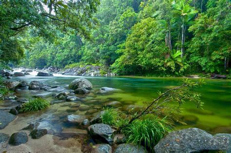 Daintree Rainforest Tour: A Detailed Review