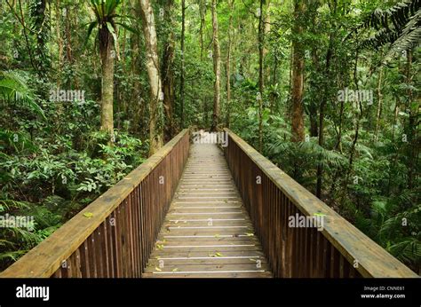 Daintree Rainforest Boardwalk