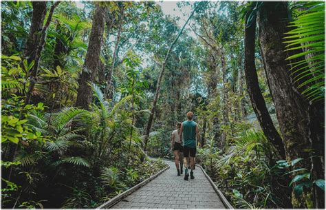 Daintree Rainforest Guided Walk