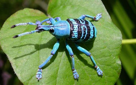 Daintree Rainforest Insects