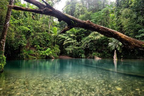 Daintree Rainforest Tourism