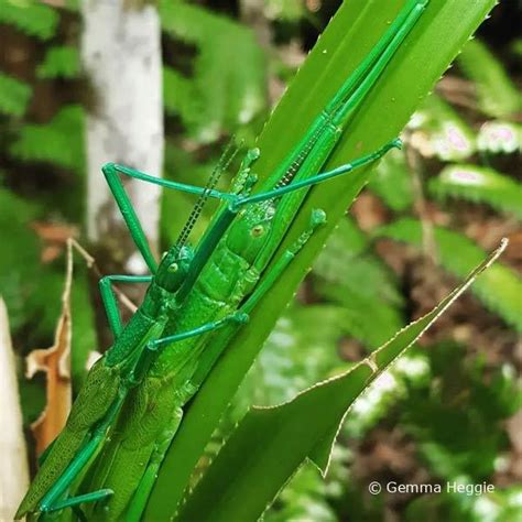 Daintree Rainforest bugs