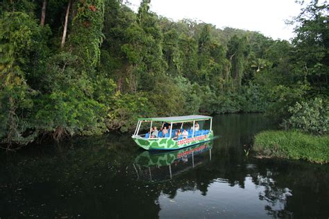Daintree River Crocodile