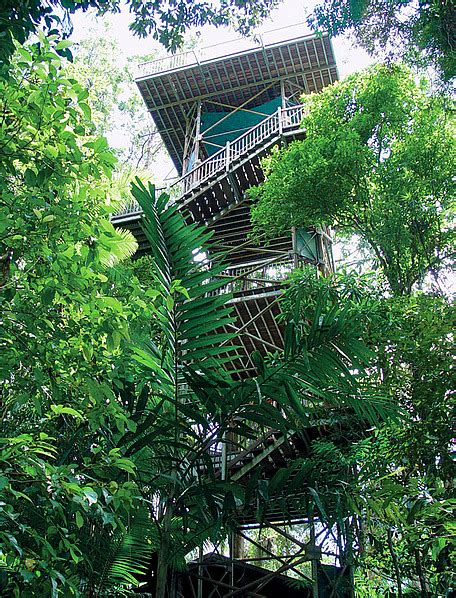 Daintree rainforest tower