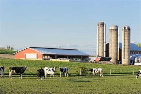 Dairy Farm Insurance Coverage Options