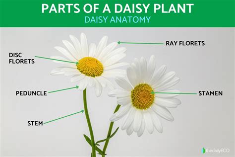 Daisy Flower Structure