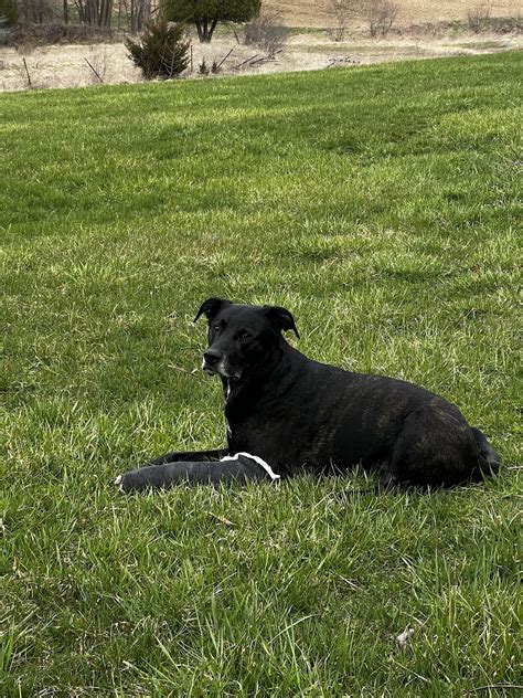 Daley Road Animal Care: Leading Veterinary Services for Your Beloved Pets