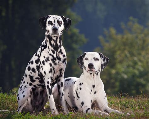 Dalmatian Dog Breed Info, Pictures