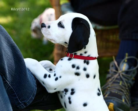Dalmatian Dogs Breed Information Omlet