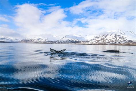 Dalvik+Whale+Watching+Booking
