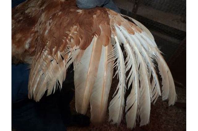 Damage to Feathers