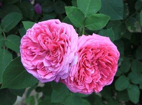 Damask Roses
