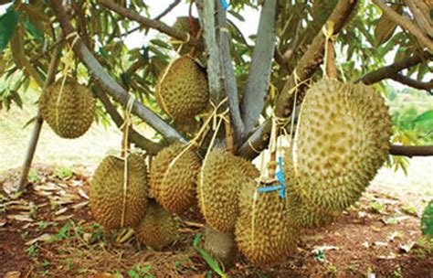 Dampak Kekurangan Durian Bawor terhadap Pasar