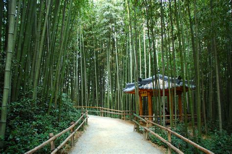 Damyang Bamboo Forest