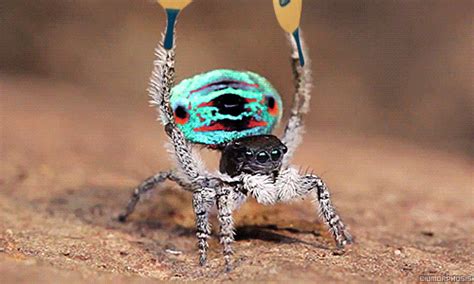 Dancing Jumping Spider Gif