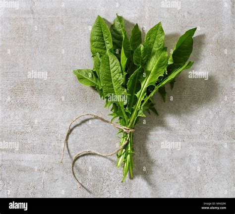 Download Dandelion Bundle Images