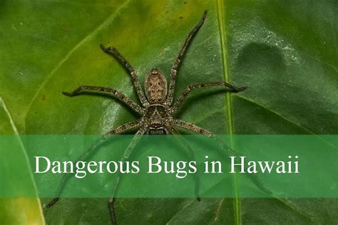 Bugs in Hawaii - The Bad News! - Living in Hawaii