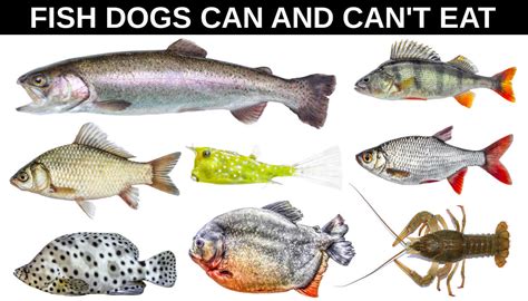 Dangerous Fish for Dogs