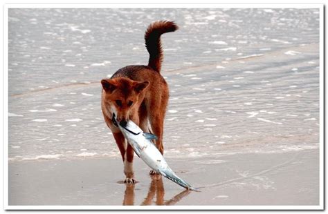 Dangers of feeding fish to dogs