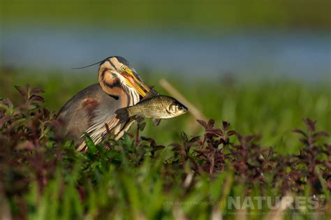 Danube Delta Photography