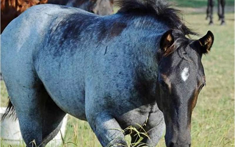 Dapple Blue Roan Horse Appearance