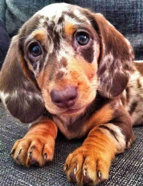 Dapple Dachshund For Sale Near Me: A Unique Pet For Your Home