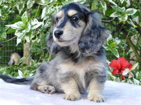 Dapple Long Haired Mini Dachshund Puppies: The Adorable Pups You Need
To Meet
