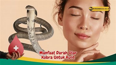 manfaat darah ular kobra untuk kulit