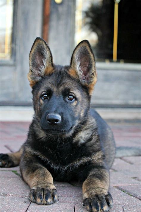 Dark Sable German Shepherd Puppies For Sale – The Ultimate Guide For 2023