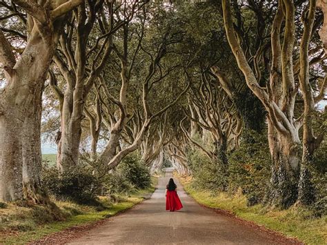 Dark Hedges
