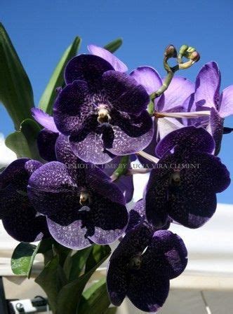 Dark Purple Orchids