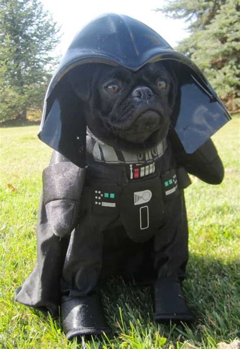 Darth Pug