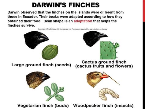 Darwin's Finches Activity Answers