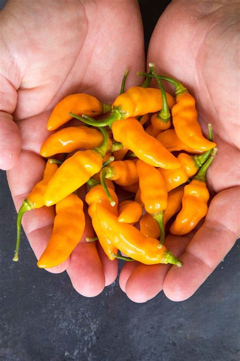Datil Peppers Recipe