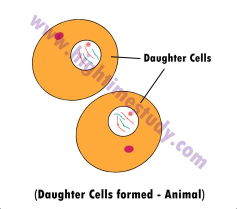 Dividing to Conquer: Discovering the Sublime World of Daughter Cells in Biology - Exploring the Definition and Significance of Daughter Cells in Cellular Division
