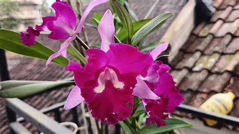 Daun Anggrek Cattleya