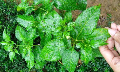 Daun Cabai